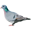 Hohltaube