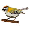 Sommergoldhähnchen