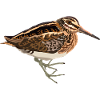 Zwergschnepfe