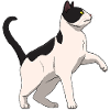 Cat Black and White
