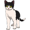 Cat Black and White