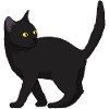 Cat Black