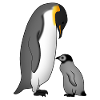 Manchot empereur avec bébé