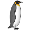 Kaiserpinguin steht