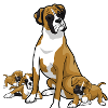 Boxer Family Portrait