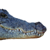 Krokodil, Kopf, Reptil,