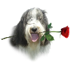 Bearded Collie-Rose