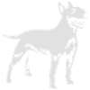 (93) Englischer Bullterrier