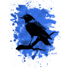 Crow bleached blue