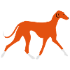 Azawakh