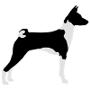 Basenji