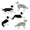 Border Collie selection