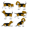 Beagle selection