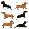 Dachshund selection