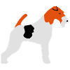 Fox Terrier