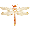 dragonflies