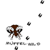 Mufflon mit Fährte