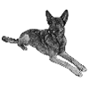 Malinois