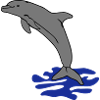 jumping dolphin water