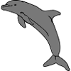 jumping dolphin