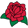 red rose