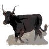 Taureau de Camargue noir