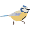 Blaumeise