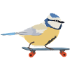 Blaumeise auf Skateboard