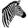 A zebra's head