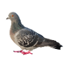 Dove