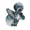 Dark Bird