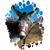 Donkey