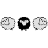 scharzes sheep