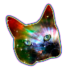 chat chemise, l'espace arc-en-chat