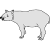 Tapir