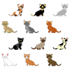 12 Babykatzen
