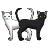 Chat blanc et noir