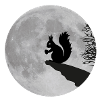 Moon squirrels full moon night Acorn