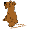 Irish Terrier liegend
