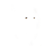 Schäferhund Portrait