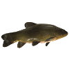 Fisch Schleie