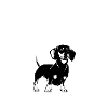 Dachshund