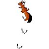climbing Squirrel