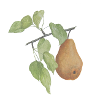 Fruit Pear