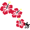 HIBISCUS with GECKO