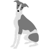 Whippet