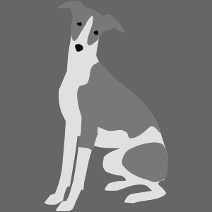 Whippet