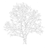 Weißer Baum Silhouette Eiche Wald Natur 