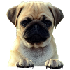 Mops-861141-PNG
