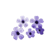 Fleurs